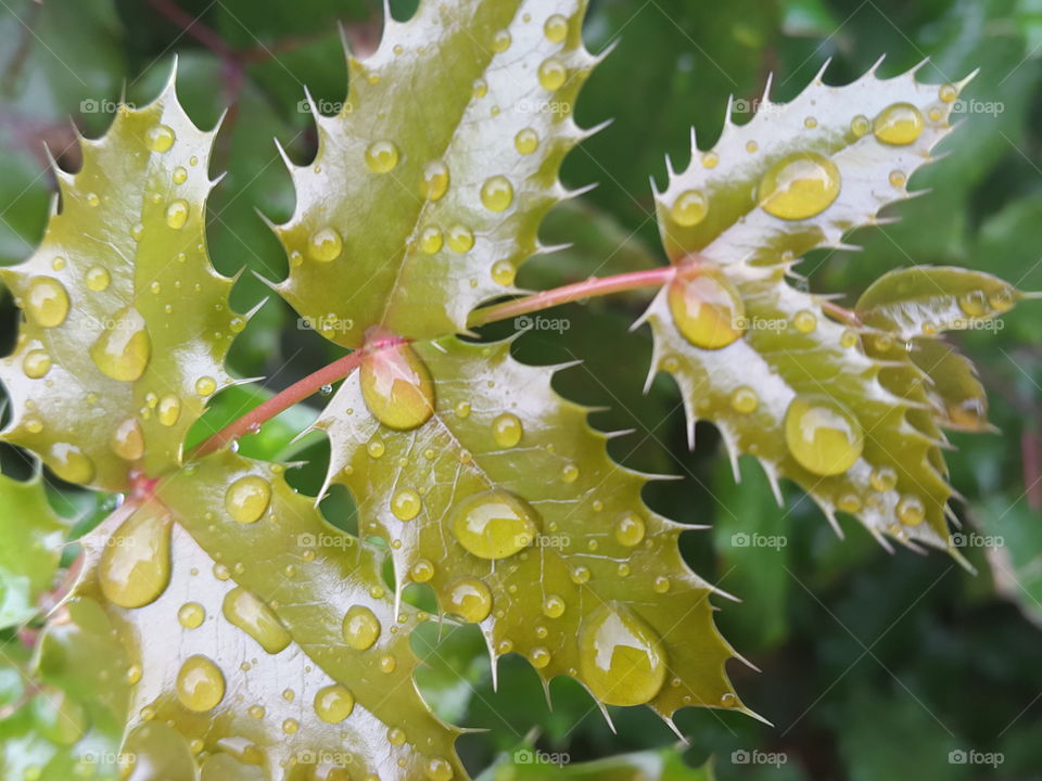 There is always a freshness after the rain. Colours are brighter and clearer and nature seems renewed.  Raindrops left behind make beautiful patterns on these holly leaves