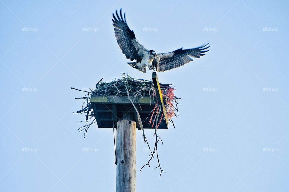 The wild whitetail hawk in California 