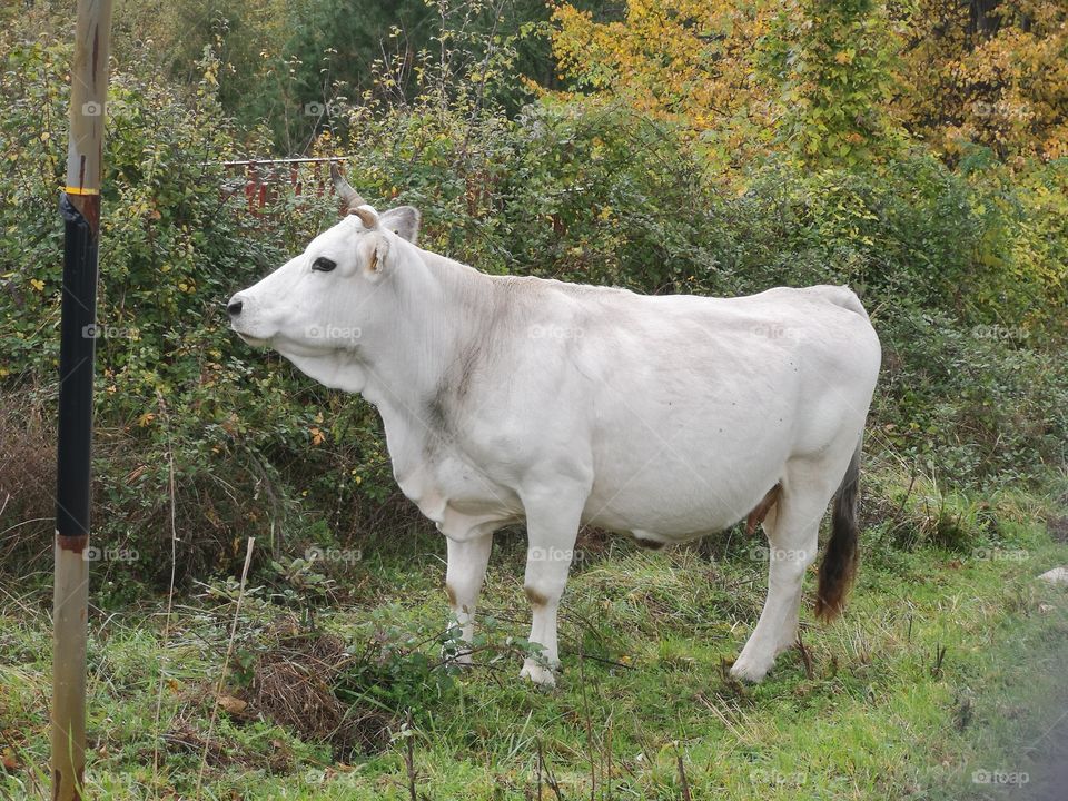 Cow
