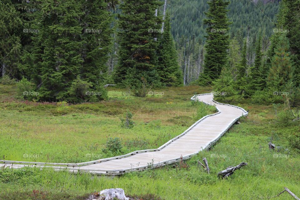 Boardwalk through the green valley 