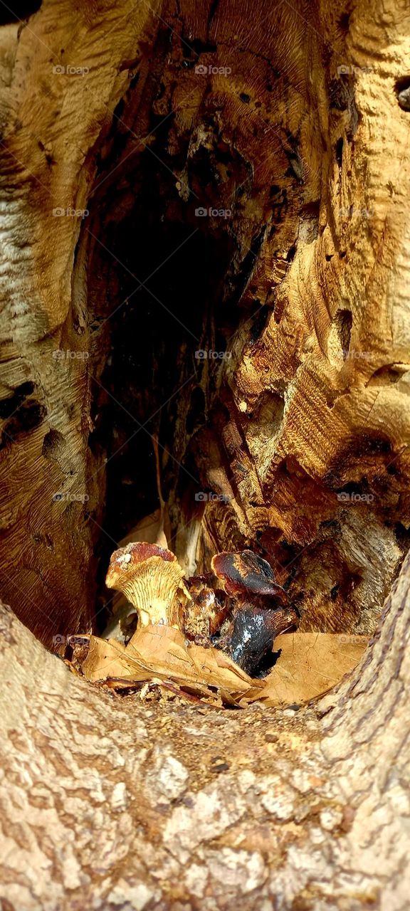 A fungus grows inside a tree trunk