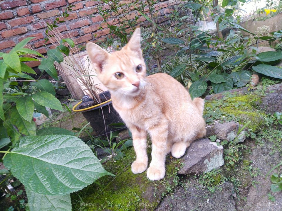 Cute orange cat with beautiful eyes
