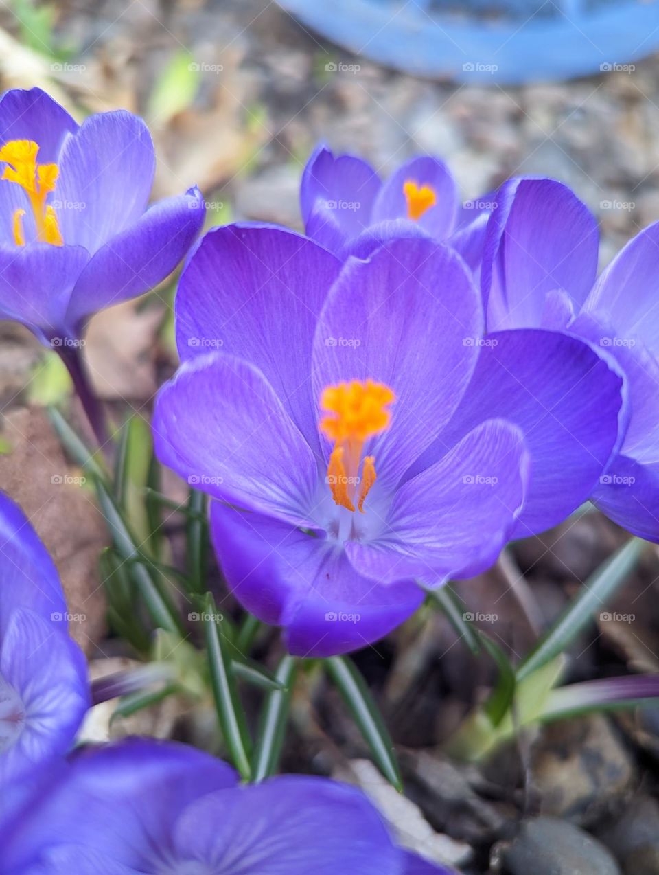 Blooming Crocus