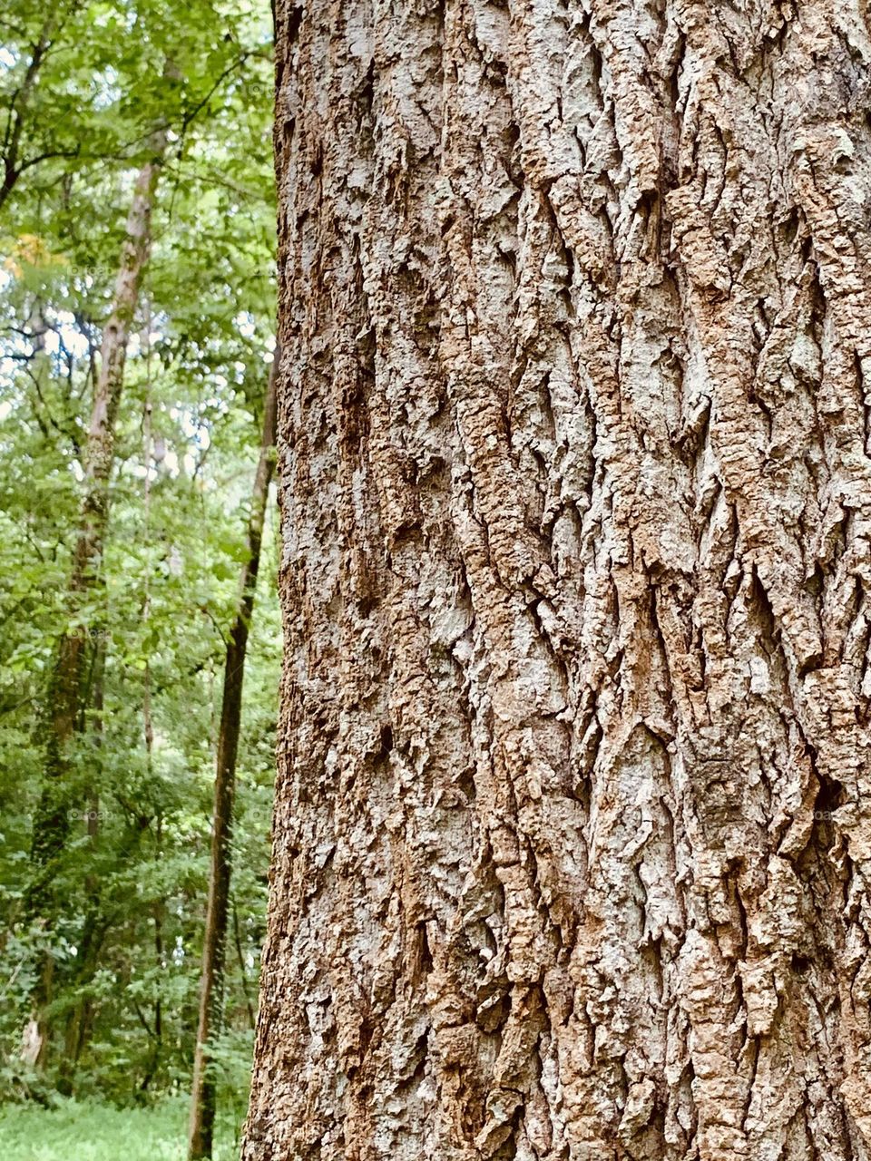 Trunk bark