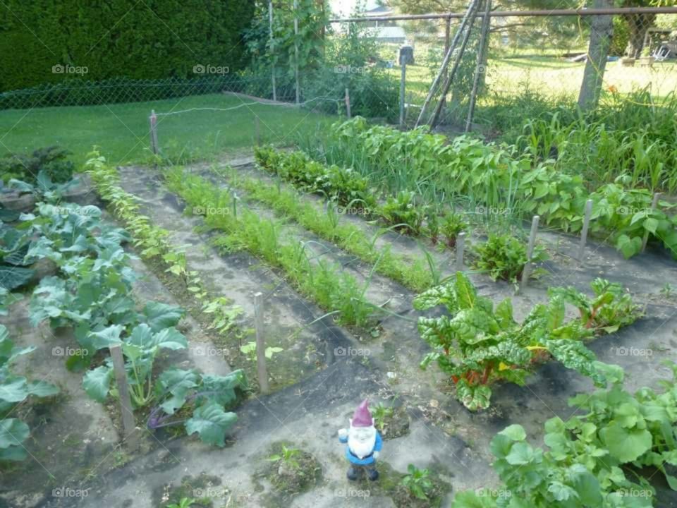 Young garden rows being tended by gnome.