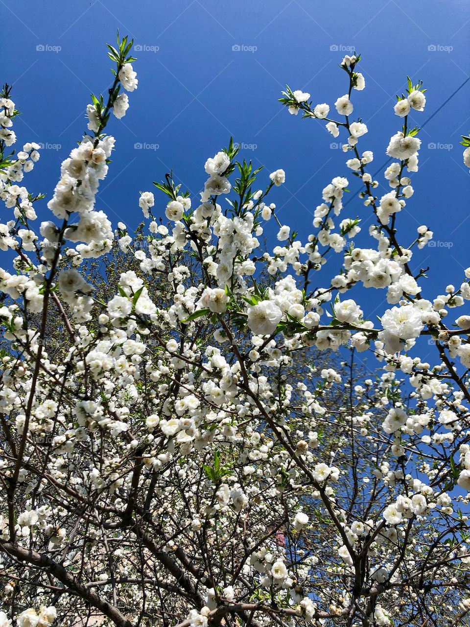 White blossoms 