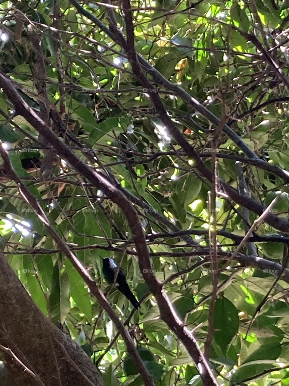 Pequeno beija-flor empoleirado no galho descansa após visitar flores próximas do local. 