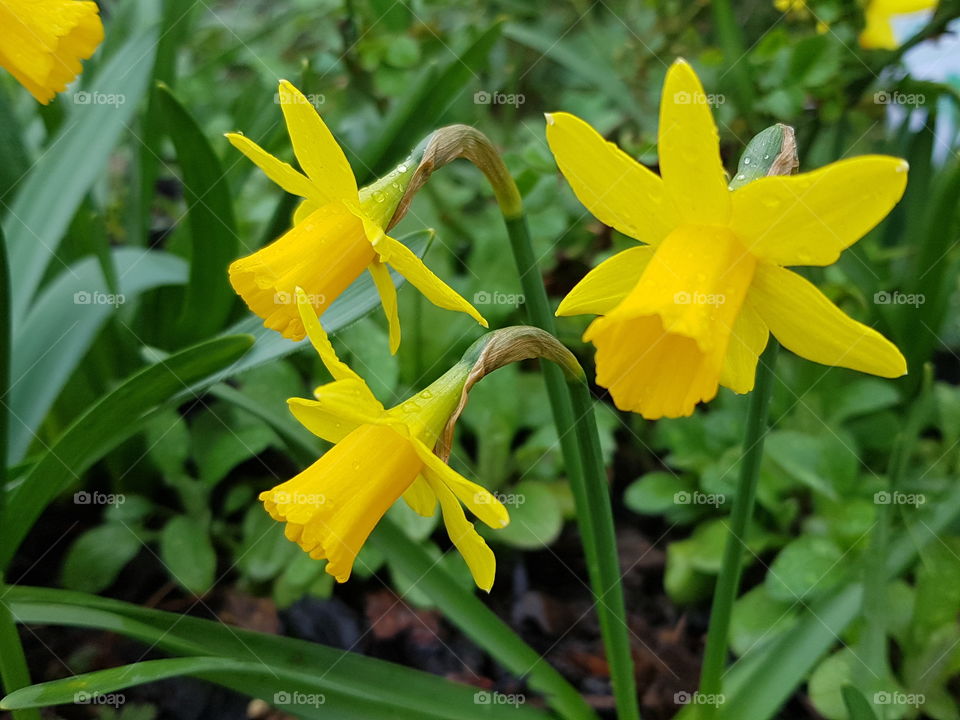 daffodils