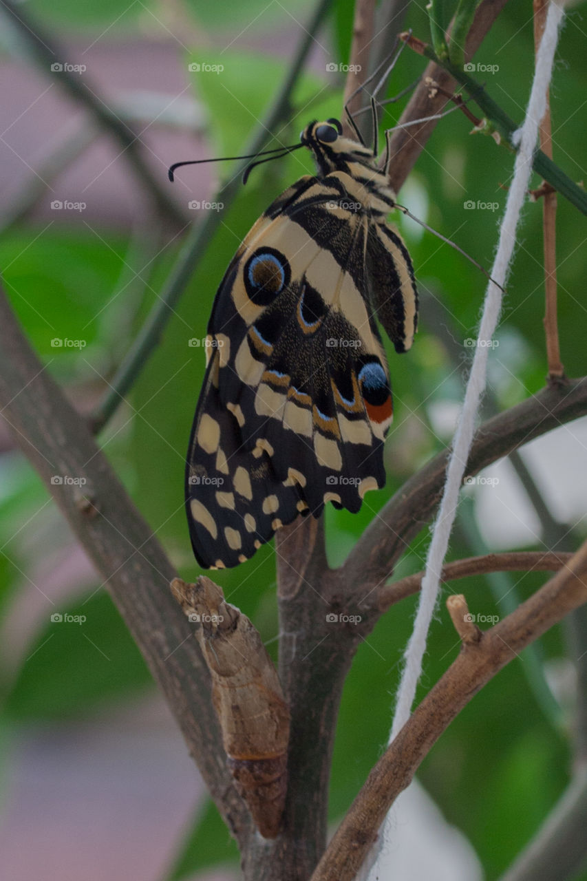 Beautiful newly hatched citrus butterfly, with the pupa shell underneath! 