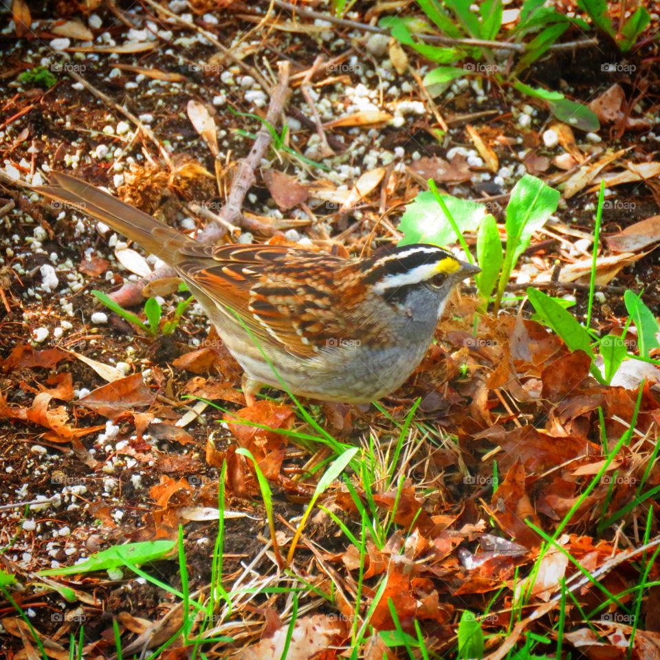White_throated sparrow