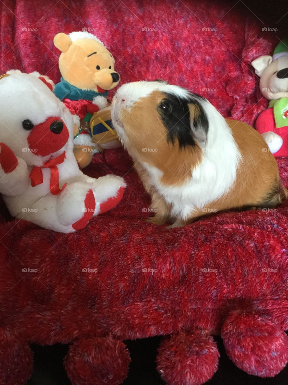Celebrating the Holiday with Guinea pigs 