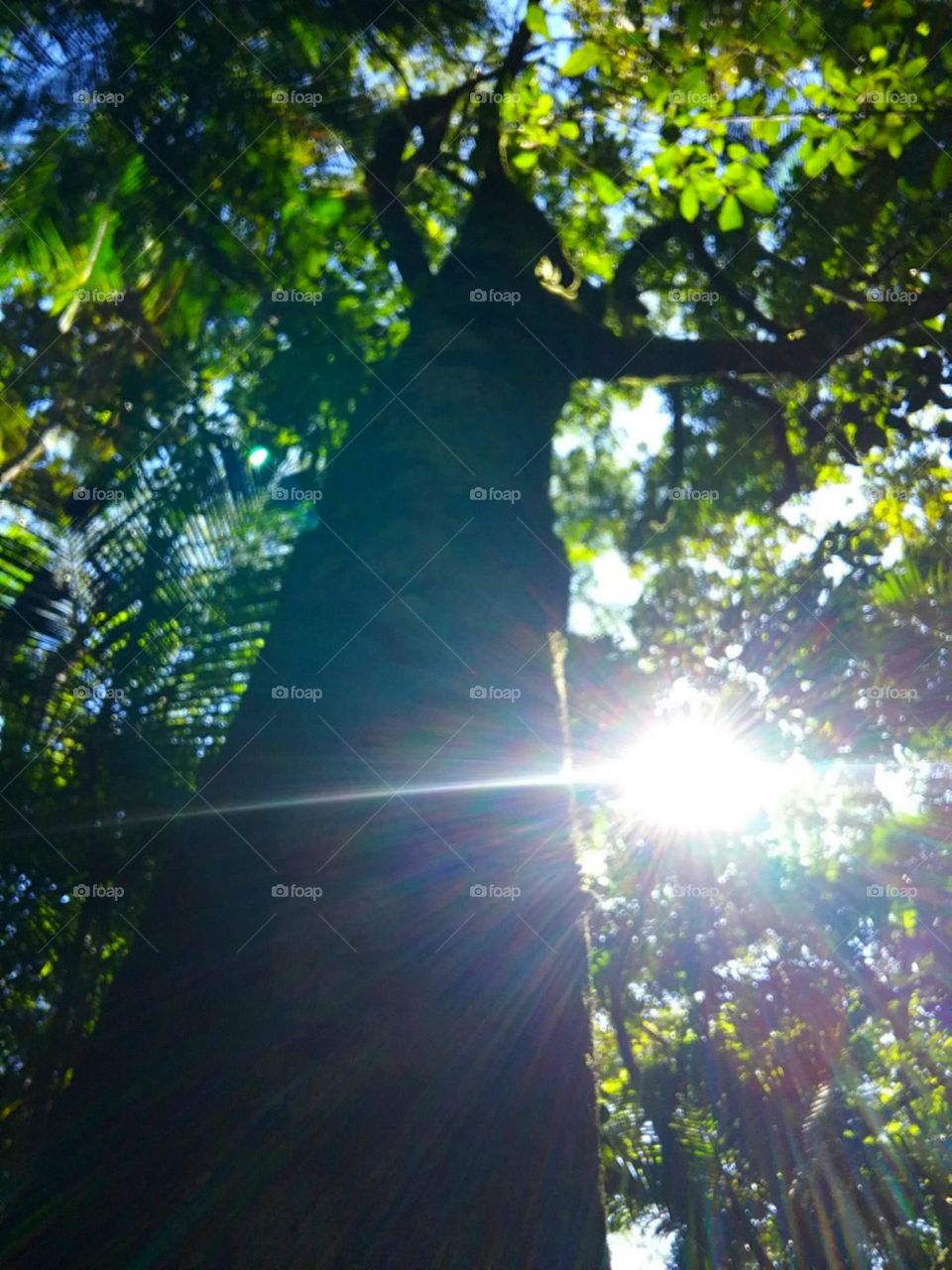 O sol do meio da tarde em foco.