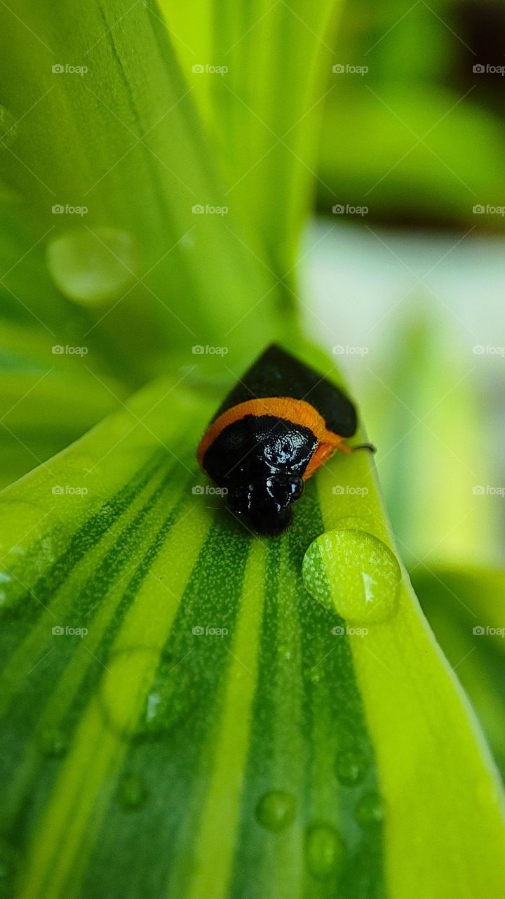 water drops and a spittlebug