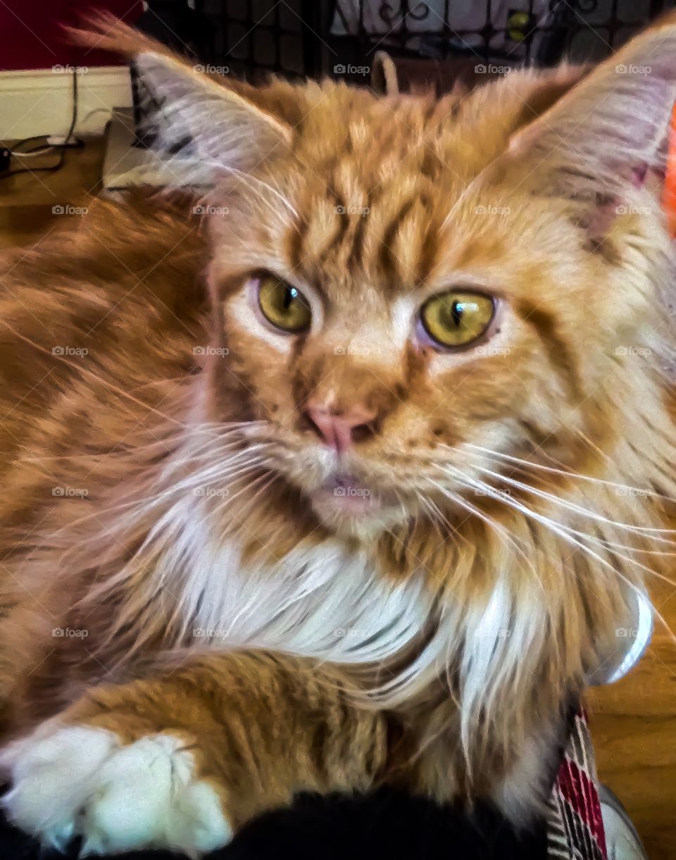 Maine coon