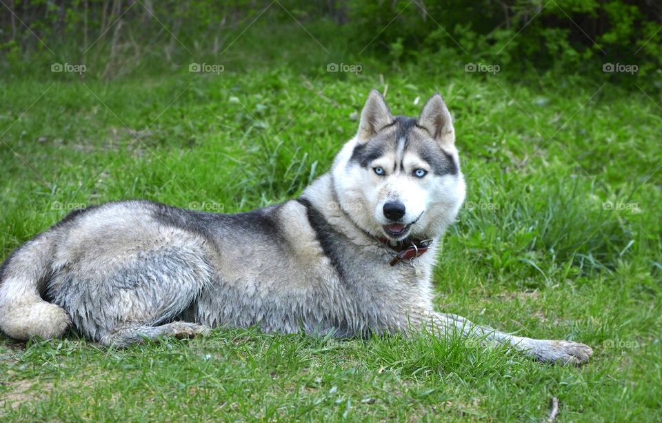 husky dogs