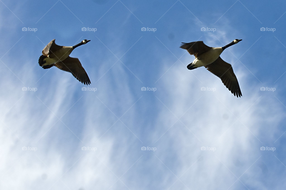 geese canada geese canadian geese geese flying by lightanddrawing