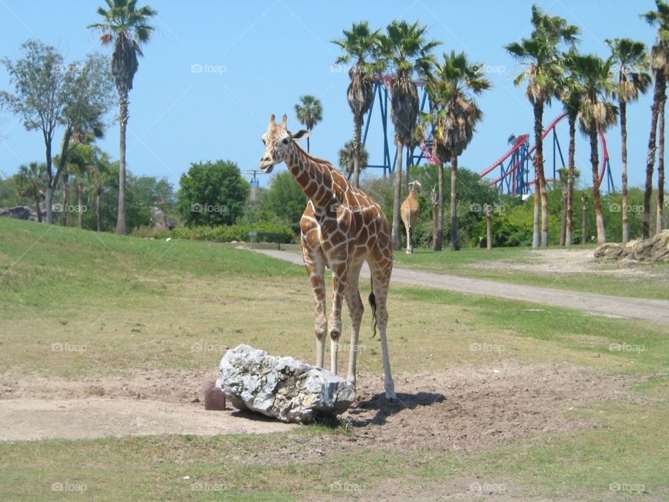 Silly giraffe