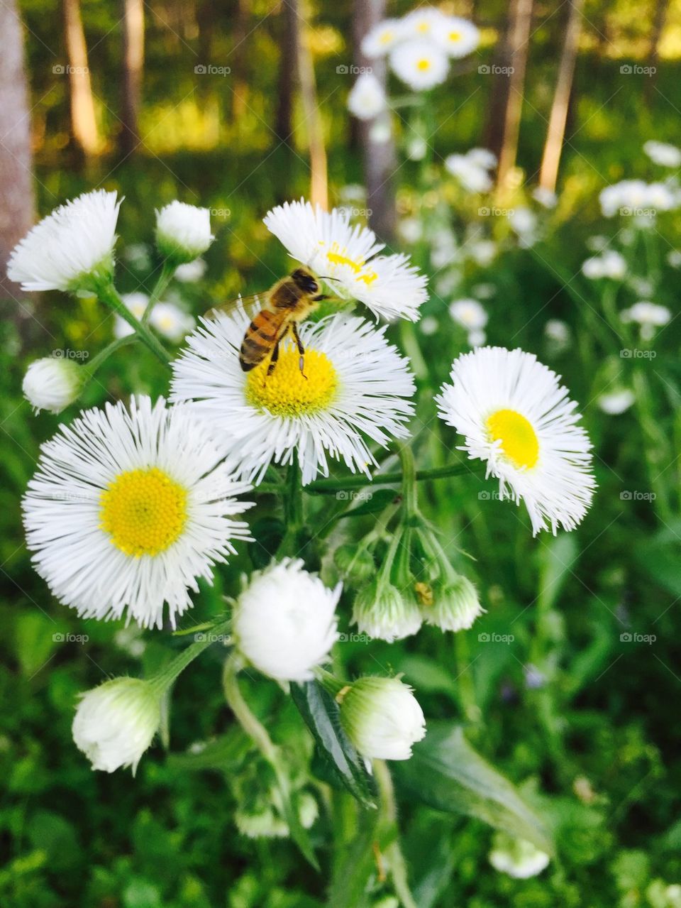 Spring flower And bee