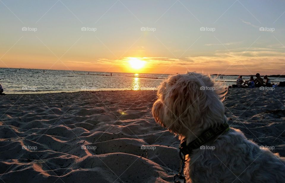 My maltese dog on the beach 🏖 sunset