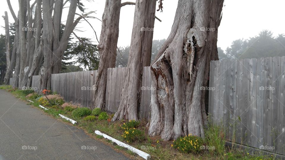 Fort Bragg California Tree Fence