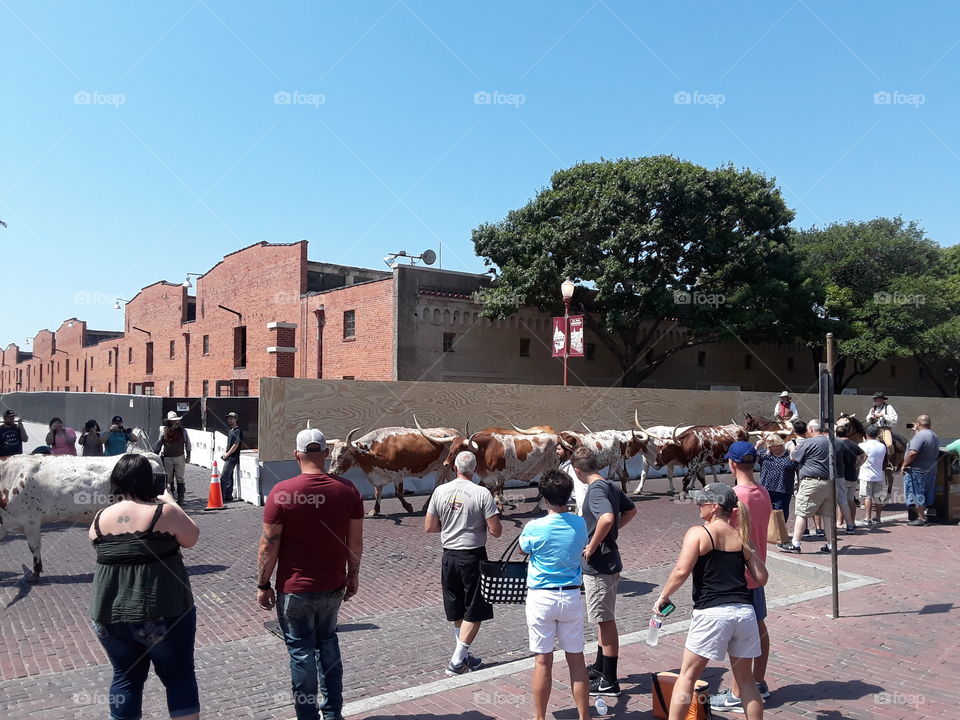 Cattle drive