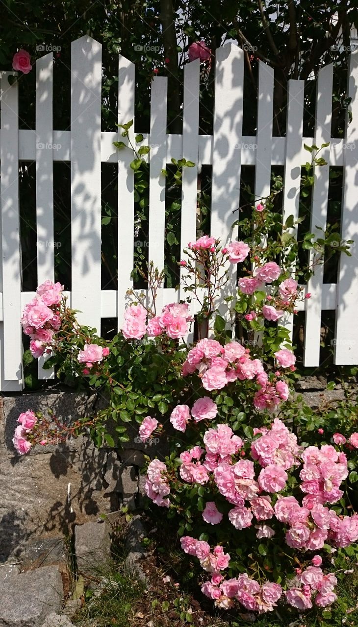 Pink roses near a white fence
