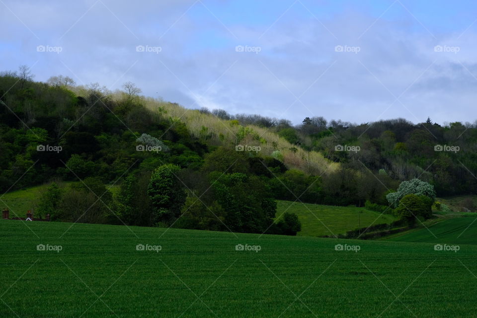Landscape, Tree, Grass, Hill, No Person