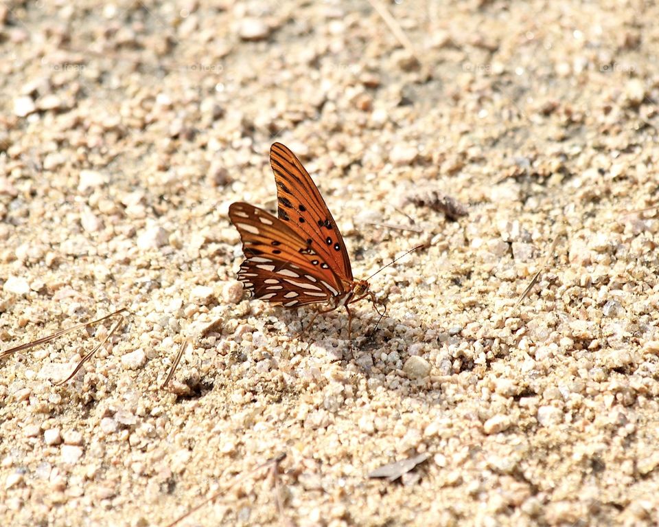 Gravel butterfly