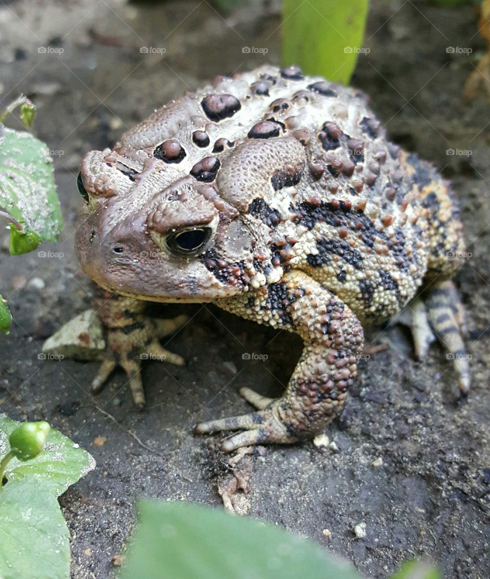Toad in the Garden