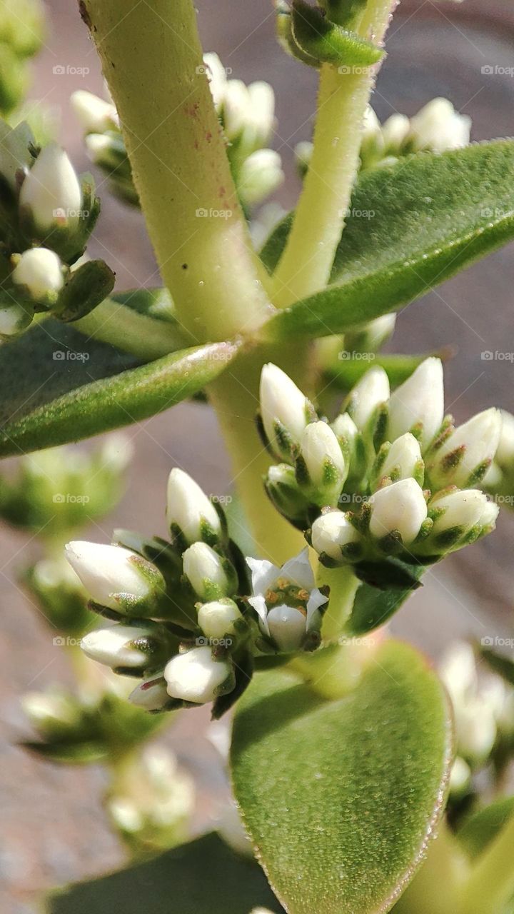 Succulent plant flowers