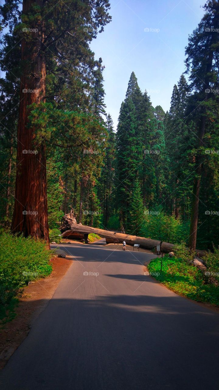 Sequoia trees forest, California, USA