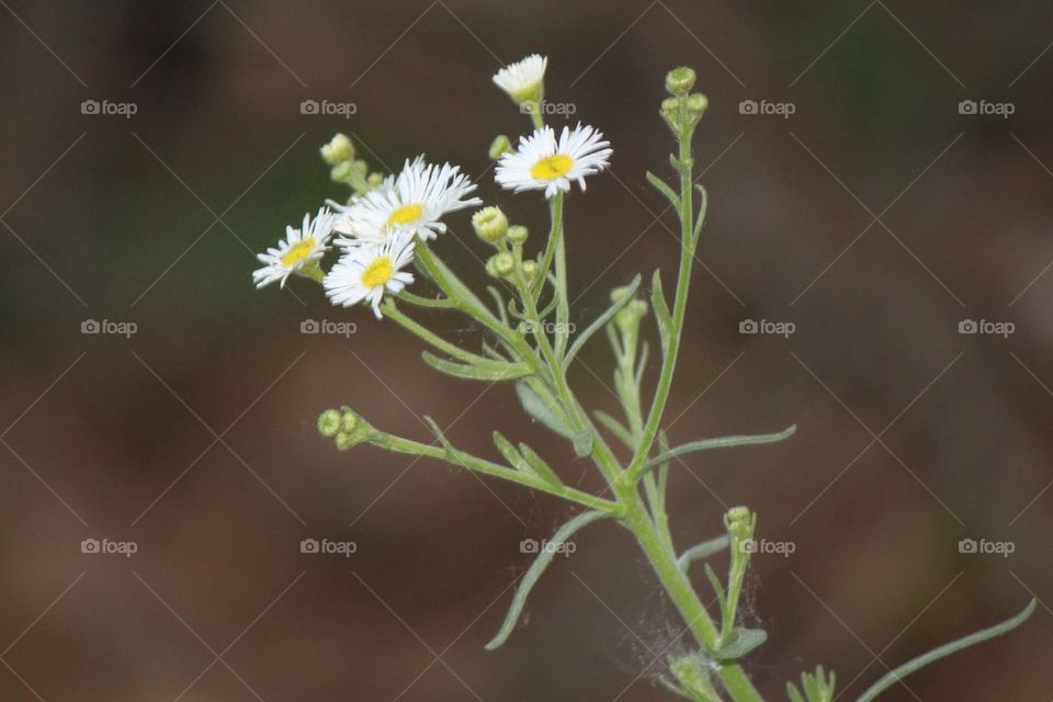 White weeds 