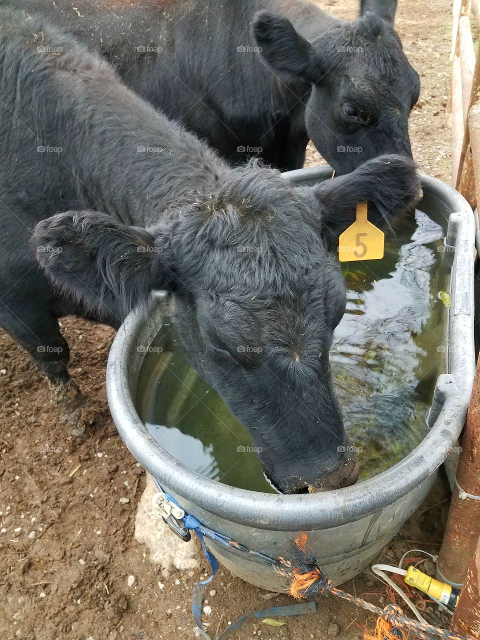 thirsty cows