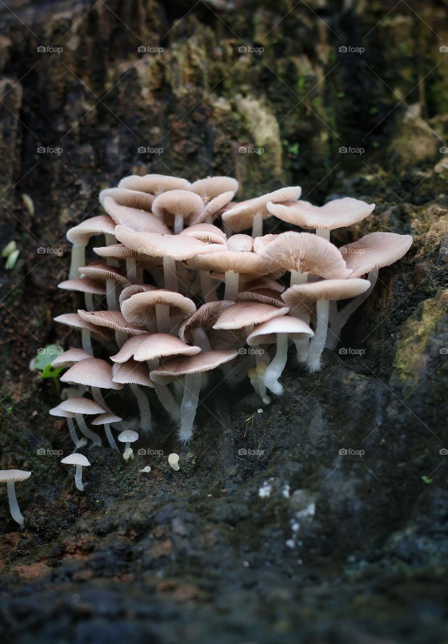 A bunch of mushrooms.