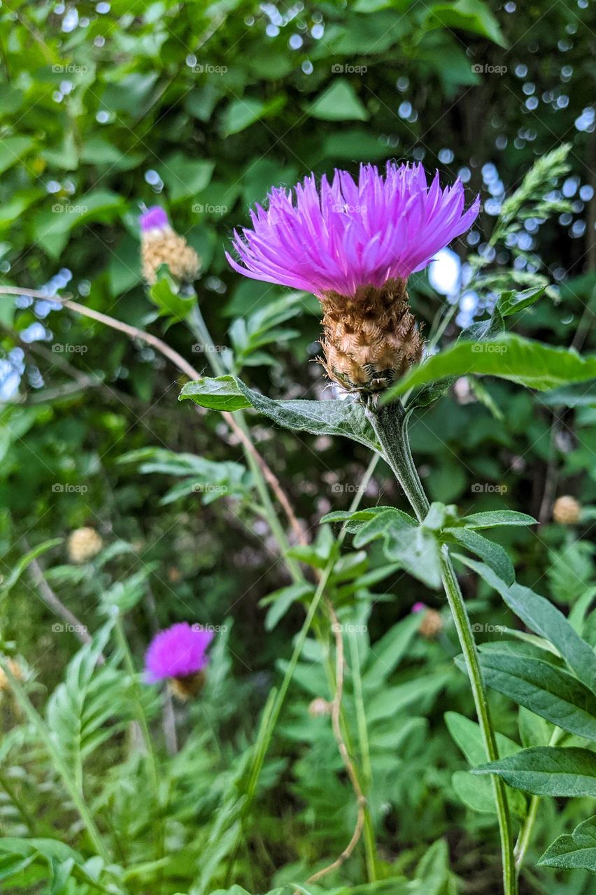 Centaurea