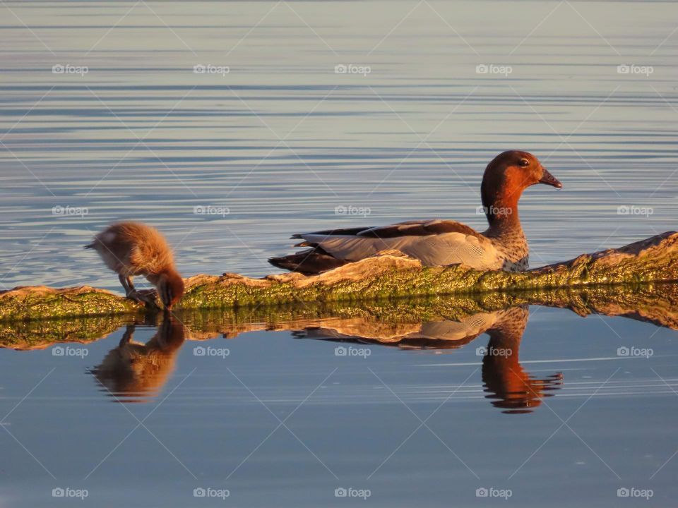 Duck and duckling reflecting at sunset 