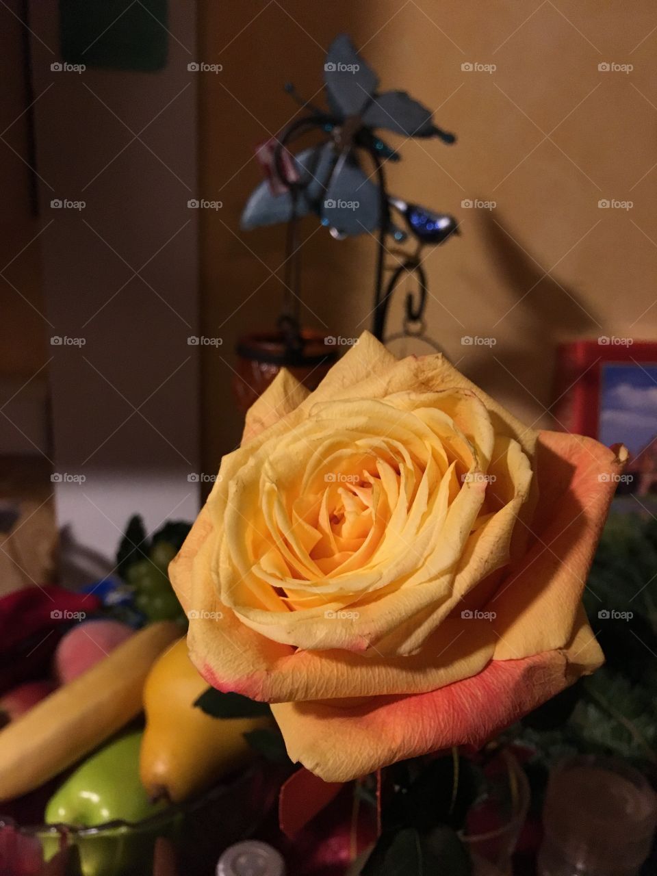 Orange rose