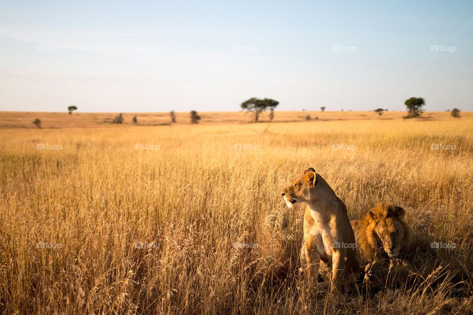Lion pair Serengeti