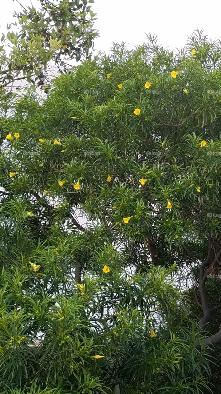 daffodil tree