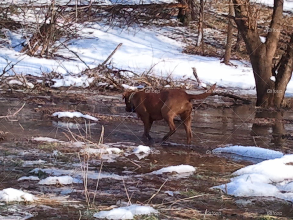 Dog in the creek