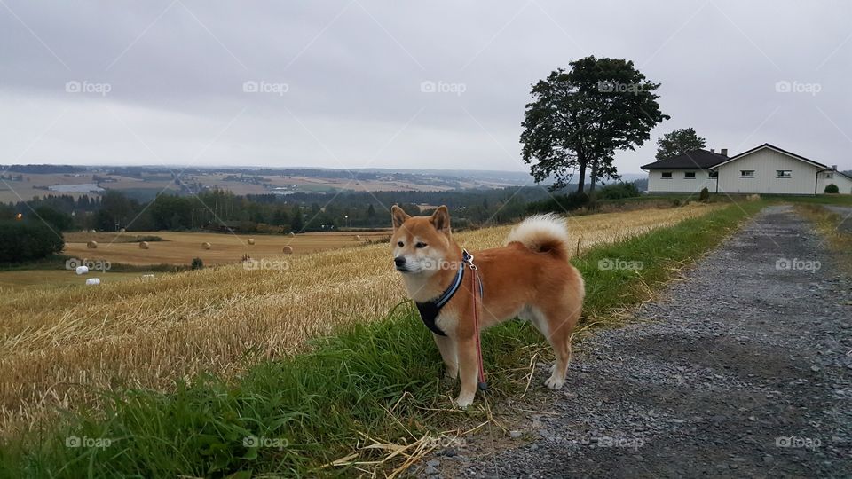 Dog standing on footpath