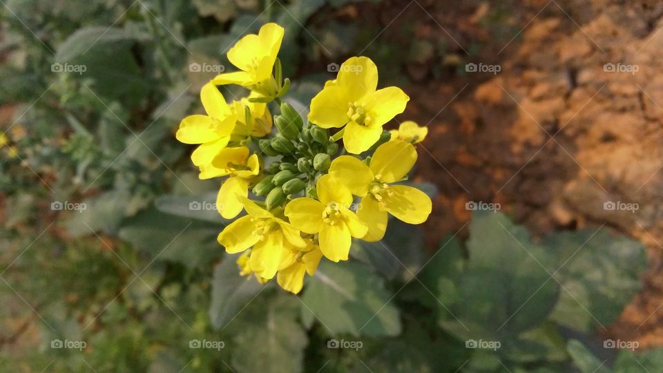 A beautiful mustard flowers in the garden.