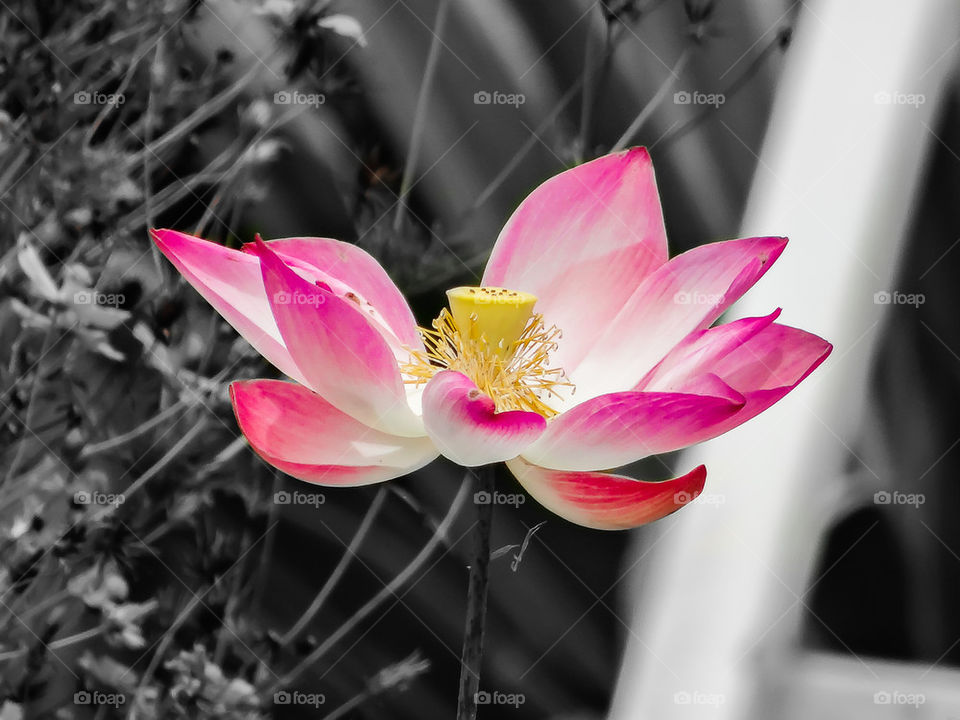 Lotus flower