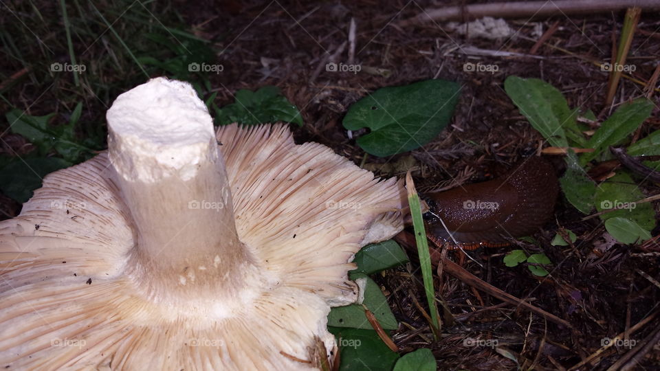 Fungus, Mushroom, Food, Nature, No Person