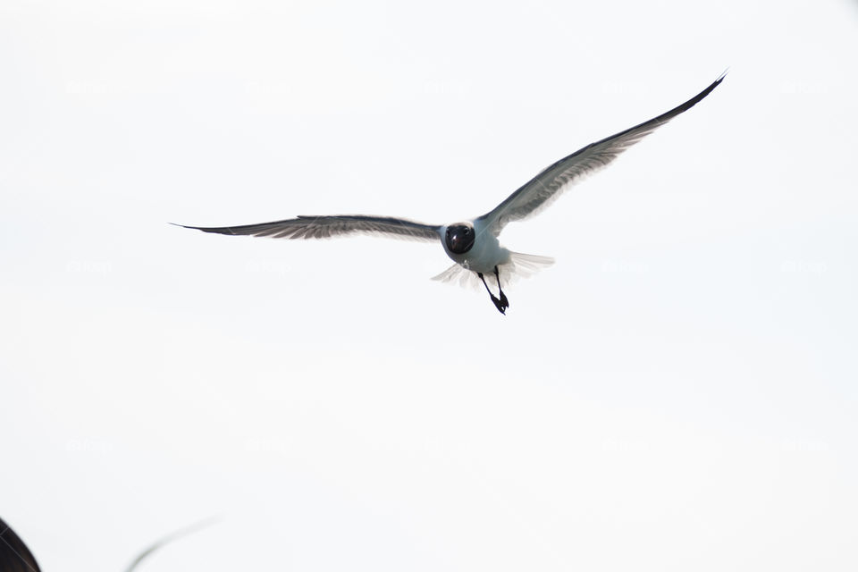 Bird, Flight, Wing, Seagulls, Fly