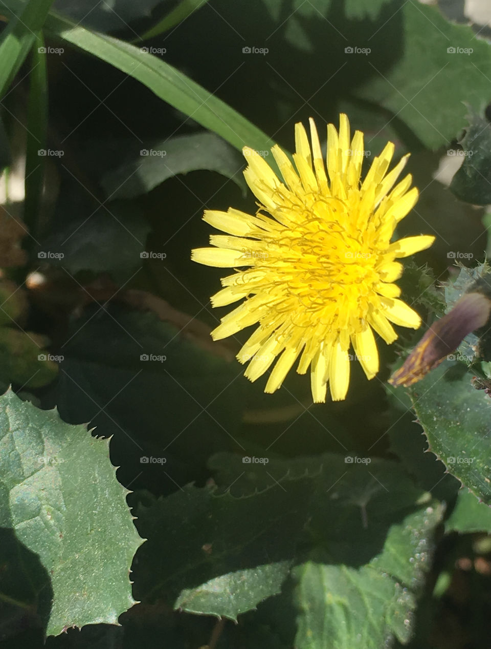 Flor amarilla silvestre diente de león