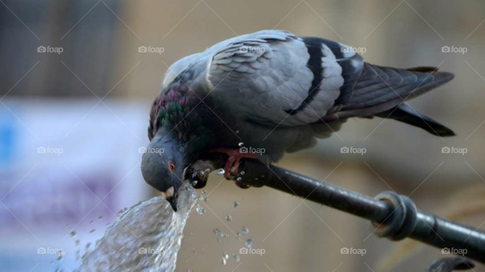 hungry pigeon