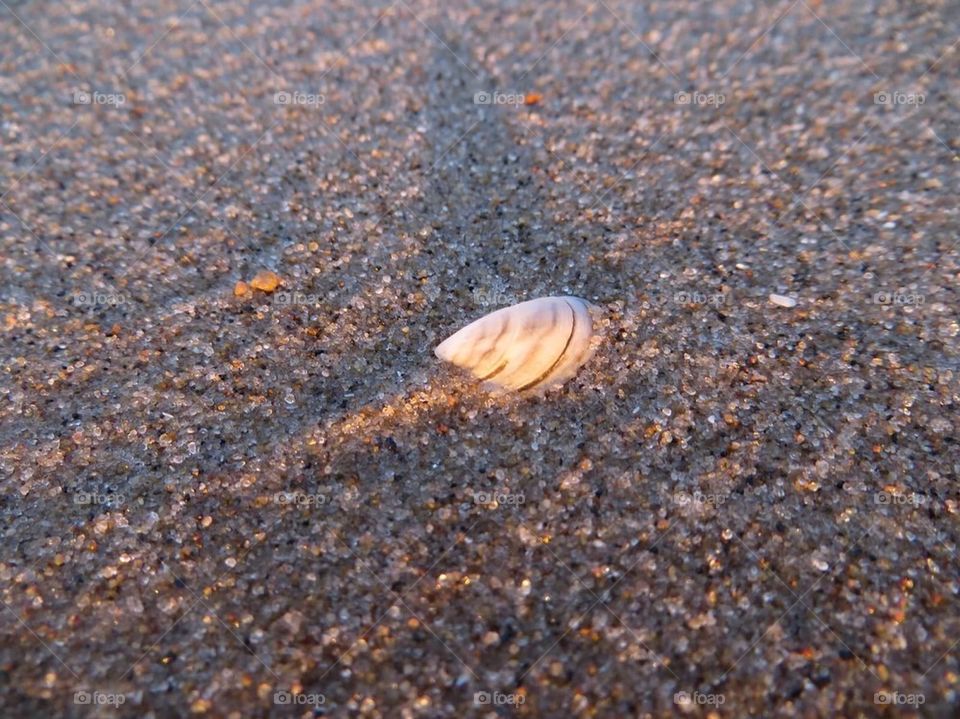 Shell on the shore