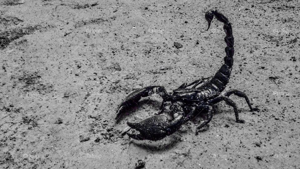 Scorpion 