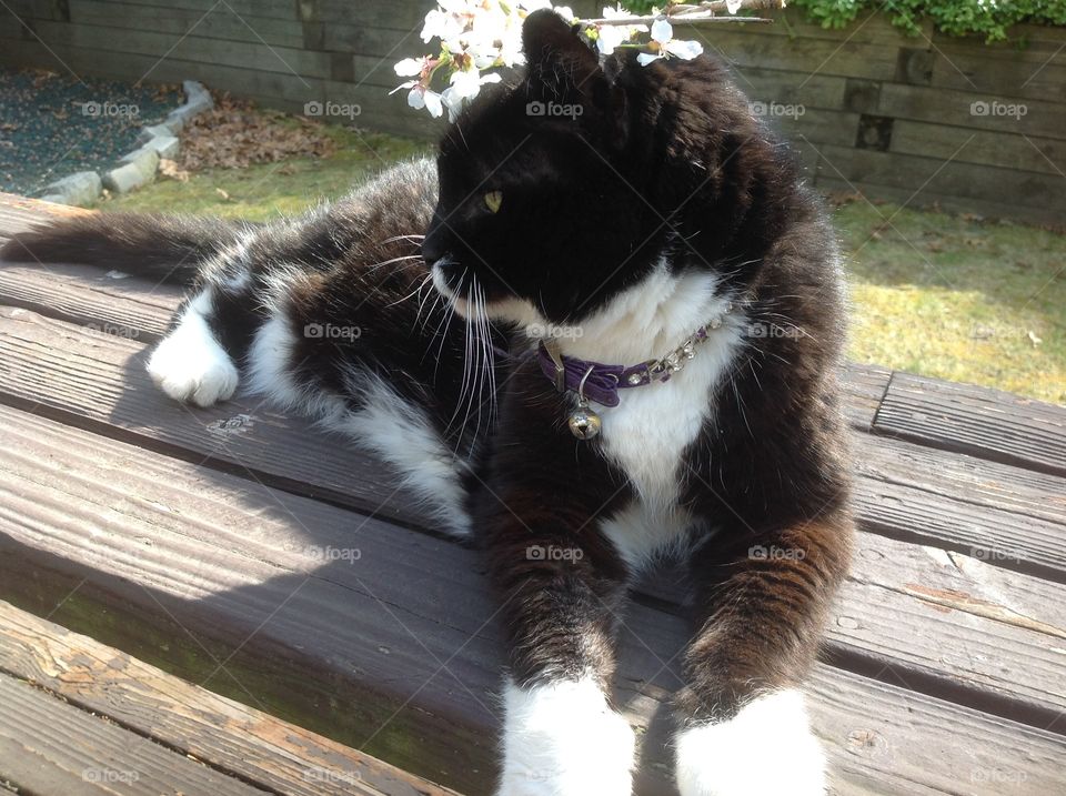 My black and white tuxedo cat enjoying the beautiful Spring day.